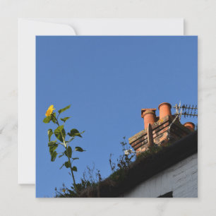 Tournesol sur le toit.