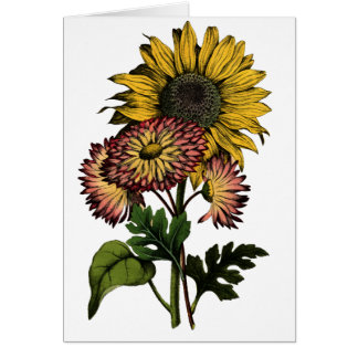 Tournesol vintage - carte vierge