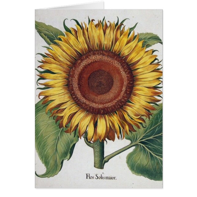 Tournesol Vintage Damas Fleur Art (Devant)