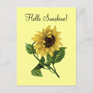 Tournesol vintage jaune - Carte postale
