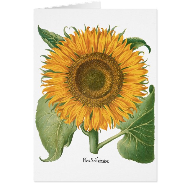 Tournesol vintage par Basilius Besler (Devant)