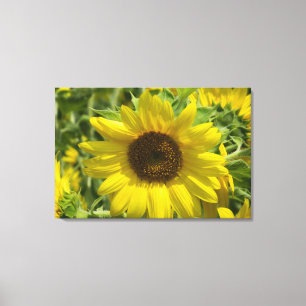 Tournesol (WestCreek) toile enveloppée Imprimer