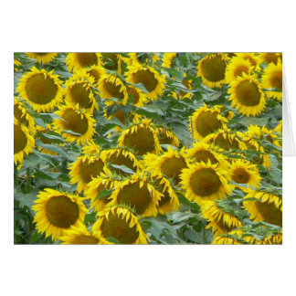 Tournesols
