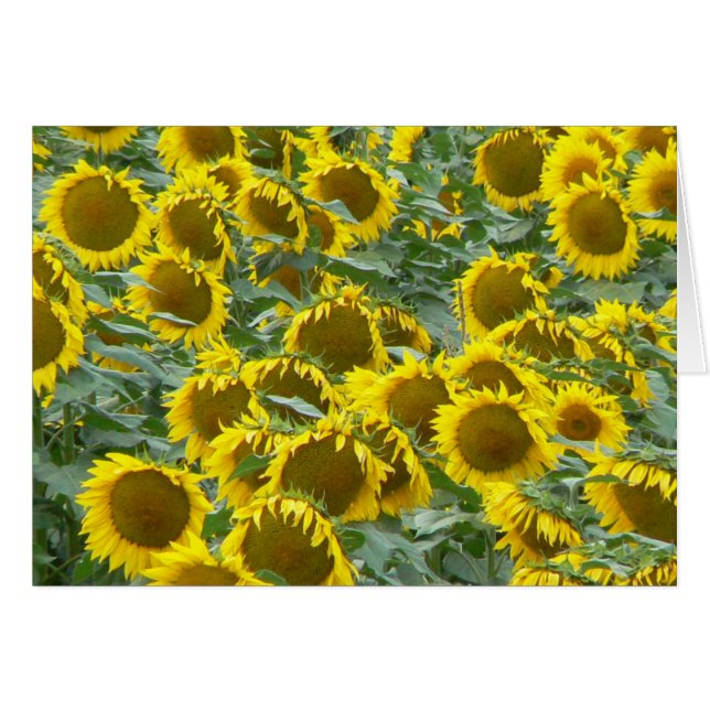 Tournesols (Devant horizontal)