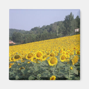 Tournesols, aimant