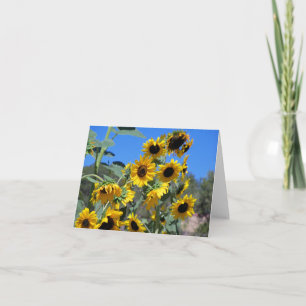 Tournesols au soleil et ciel bleu clair