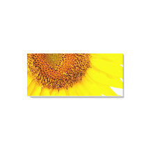 Tournesols Et Toile D'Abeilles