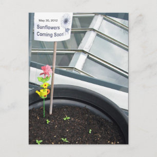 Tournesols le mai 30, 2012 Carte postale
