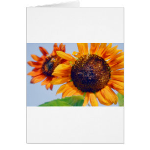 Tournesols oranges
