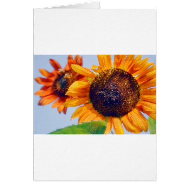 Tournesols oranges (Devant)