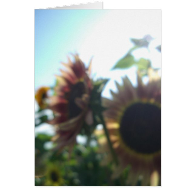 Tournesols rouges un jour ensoleillé (Devant)