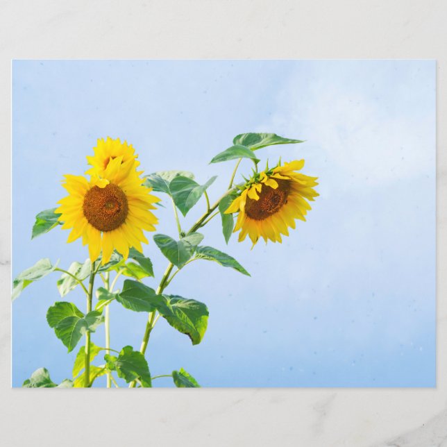 Tournesols sous un ciel d'été bleu (Devant)
