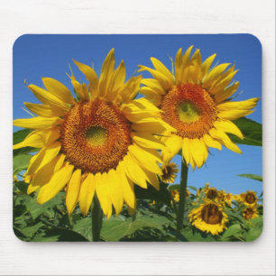 Tournesols, tapis de souris