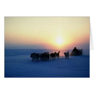 Tournez en traîneau à chiens à 45 degrés Celsius,