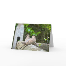 Tourterelles du matin, carte