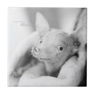 Tout carreau de céramique de Rosie