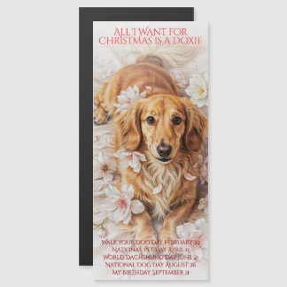 Tout ce que je veux pour Noël est un Doxie