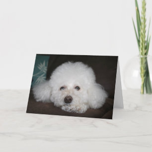 Tout ira bien Carte Chien