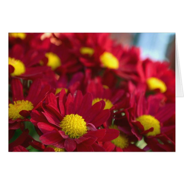 Tout le monde a une maman (Devant horizontal)