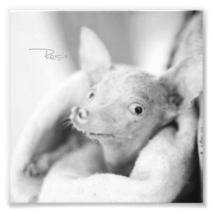 Tout photo de Rosie
