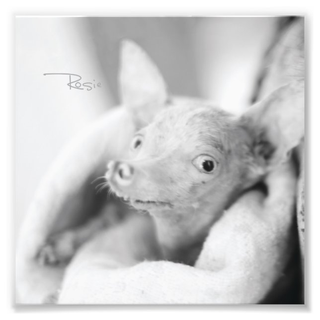 Tout Rosie Photo (Devant)