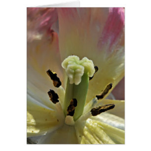 Tout sur le pollen