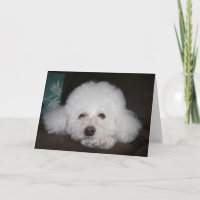Tout va bien aller Carte Chien