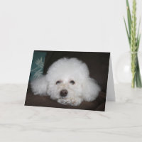 Tout va bien se passer Carte Chien