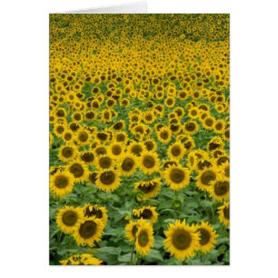 "Tout va être toute la" carte droite