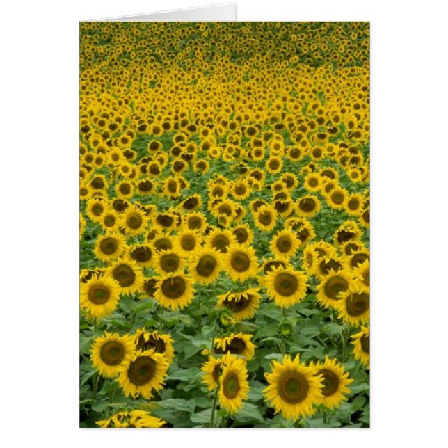 "Tout va être toute la" carte droite (Devant)