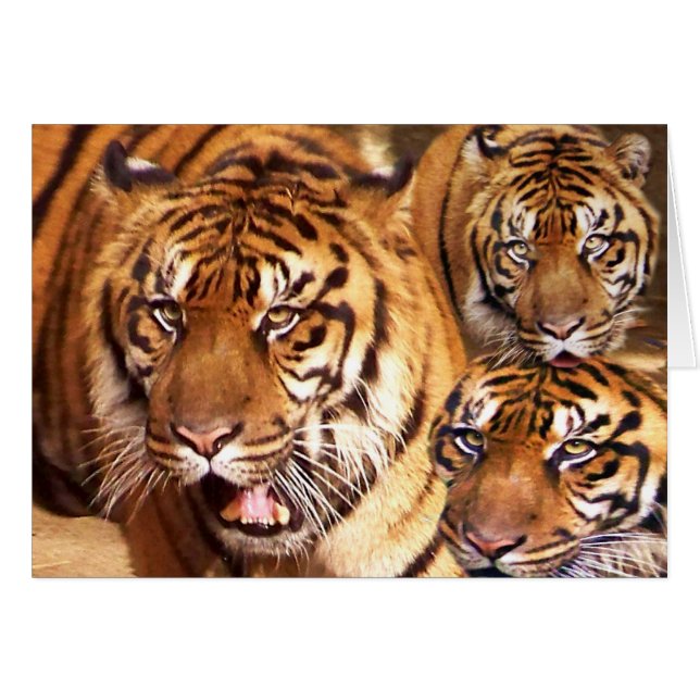 Toute Occasion _ Carte (Devant horizontal)