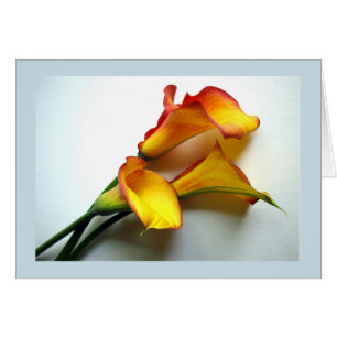 Toute occasion Mango Coloré Calla Lily Photographi
