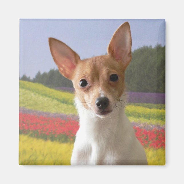 Toy Fox Terrier Magnet (Devant)