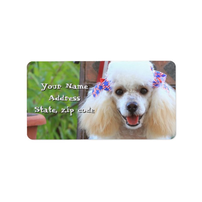Toy Poodle chiot étiquettes de adresse (Devant)