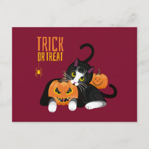 Trace ou Treat halloween Chat fun Carte postale