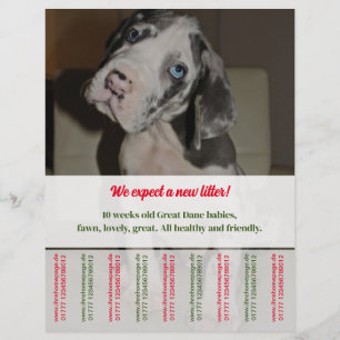 Tract Puppy danois à vendre rouge vert 