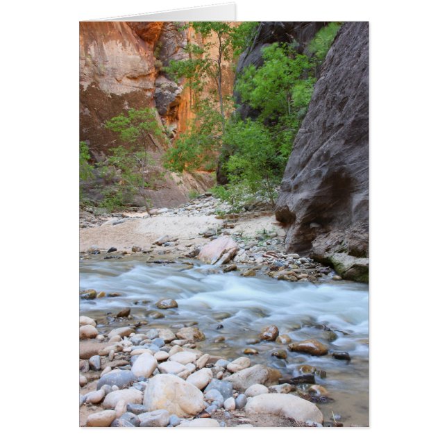 Trait narine (Devant)