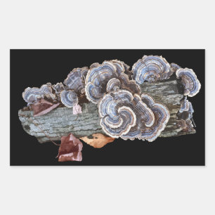 Trametes versicolor Turc Sticker