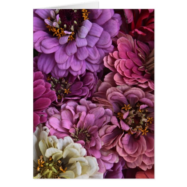 Tranche de Zinnia (Devant)