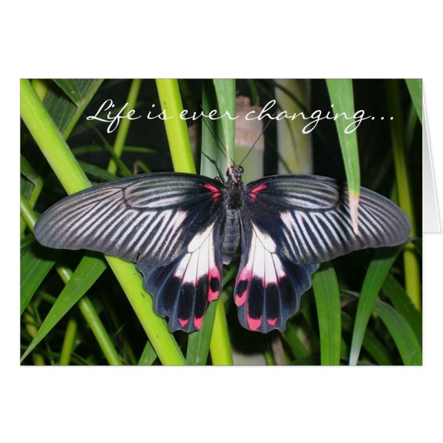 Transition, Changement de vie (Devant horizontal)