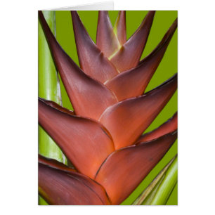 Transitoire de fleur de Bromeliad # 1