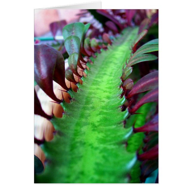 Traveled The Road Less (Devant)