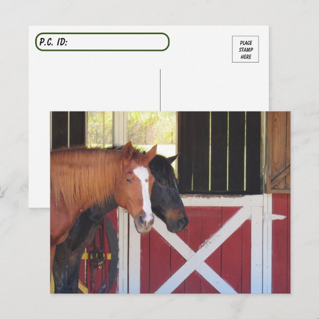 Traversée - Chevaux à la carte postale stable (Devant / Derrière)