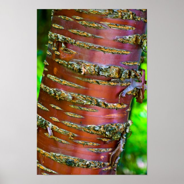 Tree bark Poster (Devant)