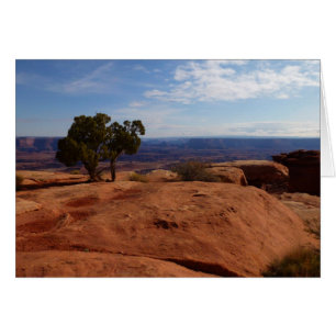 Tree Out of Red Rocks I à Canyonlands