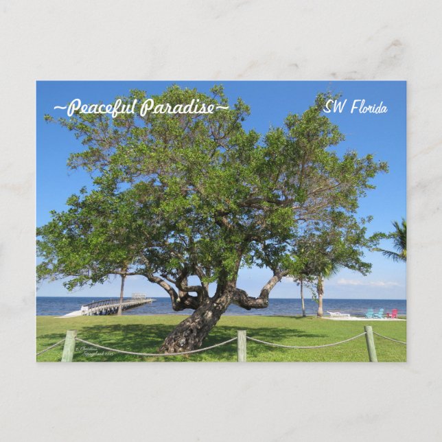 Tree Pier Chaises Ocean Florida Carte postale (Devant)