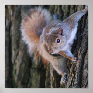 Tree Squirrel Poster