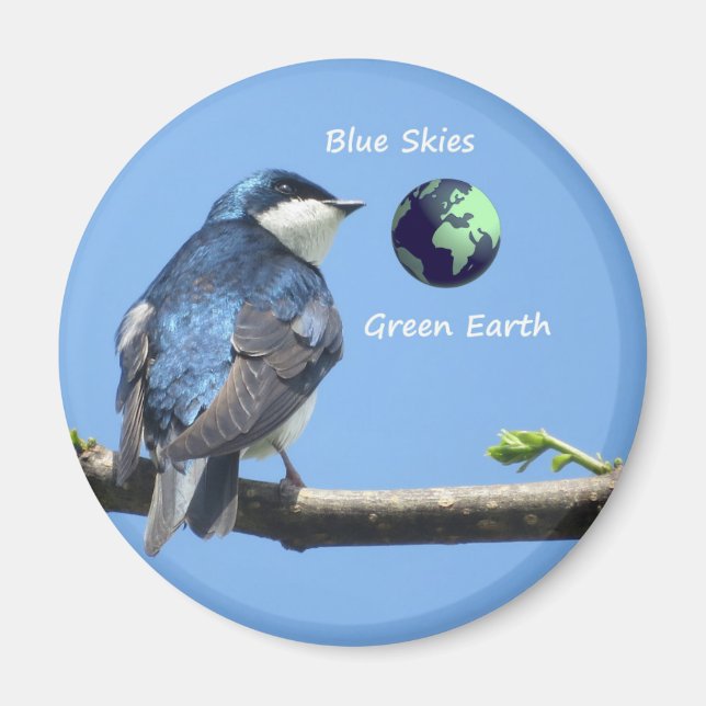 Tree Swallow Ecology magnet (Devant)