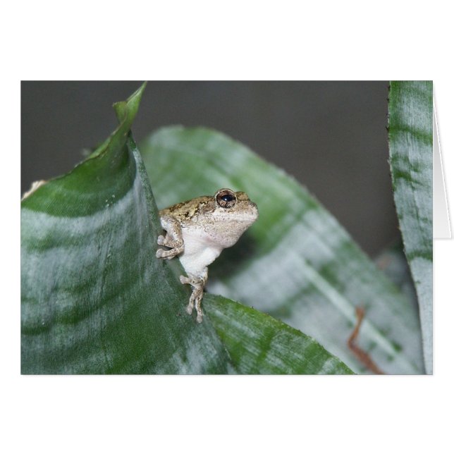 Treefrog (Devant horizontal)