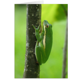 Treefrog vert